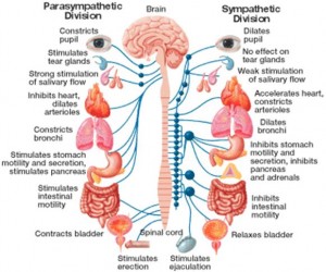 The Missing Piece in Designing Your Training Program – the Autonomic ...